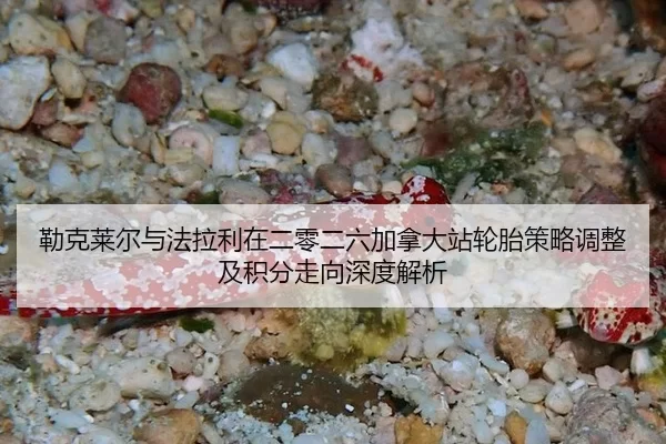 勒克莱尔与法拉利在二零二六加拿大站轮胎策略调整及积分走向深度解析